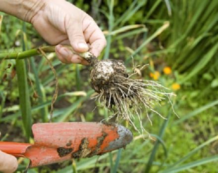 When do you need to remove spring garlic from the garden for storage?