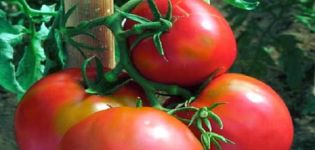 Pomidorų veislės „Voevoda“ aprašymas, auginimas ir priežiūra