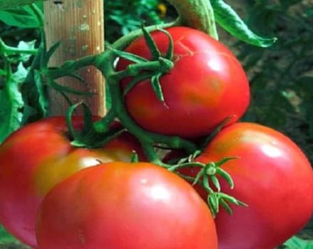 Pomidorų veislės „Voevoda“ aprašymas, auginimas ir priežiūra