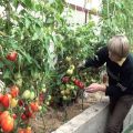 הזנים הטובים ביותר של עגבניות בעלות גידול נמוך לחממה פוליקרבונטית