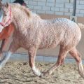 Retu un neparastu zirgu šķirņu, skaistāko un izmirušo sugu apraksts
