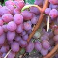 Description and characteristics of the Helios grape variety, fruiting and care features