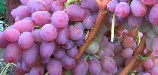 A Helios szőlőfajtájának leírása és jellemzői, gyümölcs- és ápolási tulajdonságai