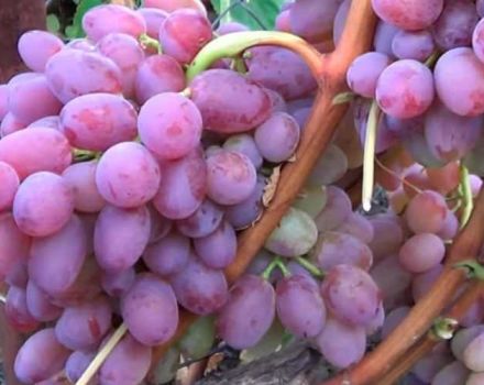 Opis i karakteristike sorte vinove loze Helios, značajke plodovanja i njege