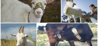 Come svezzare rapidamente una capra dal succhiare il suo latte, ragioni e soluzioni