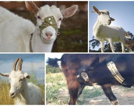 Ako rýchlo odstaviť kozu od sania mlieka, dôvodov a riešení