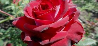 Kuvaus ja säännöt Gospel-lajikkeen hybridi-ruusun kasvattamiseksi