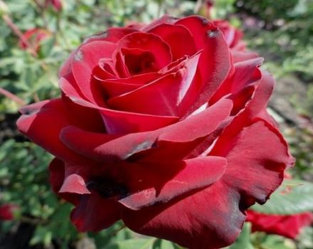 Kuvaus ja säännöt Gospel-lajikkeen hybridi-ruusun kasvattamiseksi
