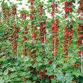 How to grow currants on a trunk with your own hands step by step, planting and care,
