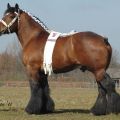Descripció de la raça de cavalls Vladimir pesat, manteniment i cria