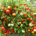 Beschreibung der Tomatensorte Gartenperle und ihrer Eigenschaften