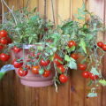Características y descripción de la variedad de tomate Arándano en azúcar, su rendimiento.
