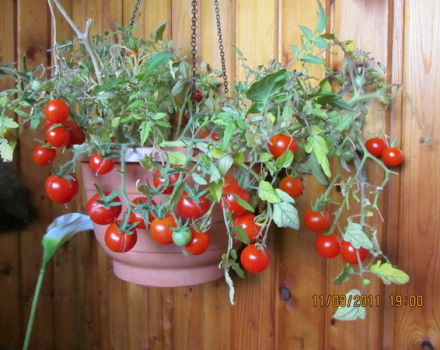 Características e descrição da variedade de tomate Cranberry em açúcar, seu rendimento