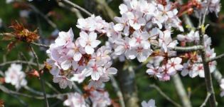Descrizione e caratteristiche delle varietà di ciliegio Sargent, storia e caratteristiche della coltivazione