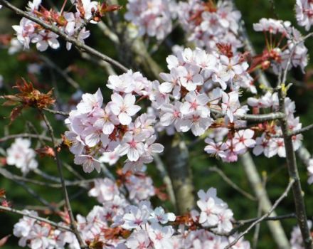 Sargenttien kirsikkalajikkeiden kuvaus ja ominaisuudet, historia ja viljelyominaisuudet