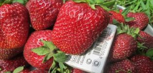 Beskrivelse og karakteristika for Marshal-jordbærsorten, dyrkning og pleje