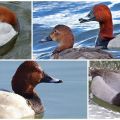 Descripción y variedades de patos buceadores, hábitats y qué comen.