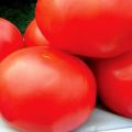 Características de la variedad de tomate Ural F1, rendimiento y características de la tecnología agrícola.