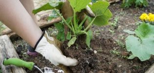 Hoe een pompoen in het open veld te voeren tijdens de bloei en vruchtzetting