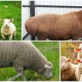 ¿Cuál es la diferencia entre un carnero y una oveja y cómo reconocer a una hembra y un macho?