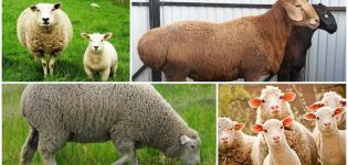 Was ist der Unterschied zwischen einem Widder und einem Schaf und wie erkennt man ein Weibchen und ein Männchen?