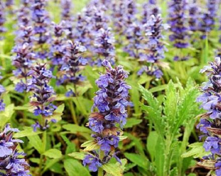 Rules for planting and caring for salvia, description of 25 varieties and species