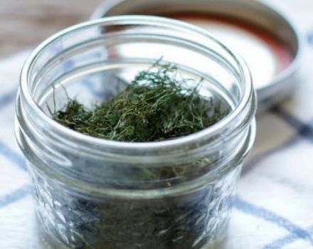 TOP 10 Rezepte, wie man Dill zu Hause für den Winter in Gläsern und Proportionen salzt