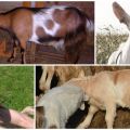 Ursachen und Symptome der Kokzidiose bei Schafen und Ziegen, Diagnose und Behandlung