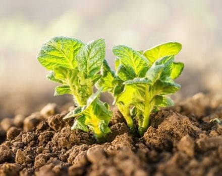 Beschrijving van het aardappelras Krepysh, groei en verzorging