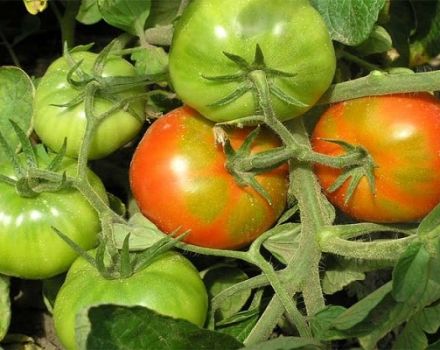 Opis odrody paradajok obchodnej dámy, jej vlastnosti a starostlivosť