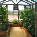 Què es pot plantar amb cogombres a un hivernacle, amb quines plantes són compatibles