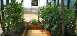 What can be planted with cucumbers in a greenhouse, what plants are compatible with