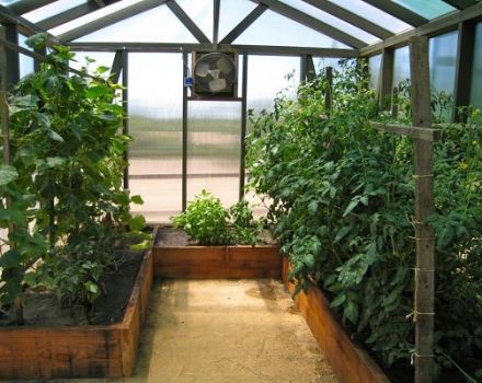 Hvad kan plantes med agurker i et drivhus, hvilke planter er forenelige med