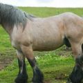 Mô tả và đặc điểm của ngựa thuộc giống Ardennes, đặc điểm về nội dung và giá cả