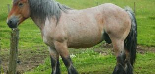 Beskrivelse og karakteristika for heste af Ardennes-racen, egenskaber ved indhold og pris