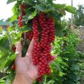 TOP 50 mejores variedades de grosella roja con descripción y características