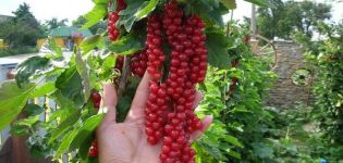 TOP 50 mejores variedades de grosella roja con descripción y características