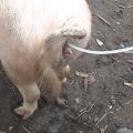 Rodzaje i metody sztucznej inseminacji świń w domu