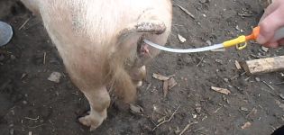 Vrste i metode umjetne oplodnje svinja kod kuće