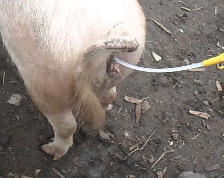 Tipos y métodos de inseminación artificial de cerdos a domicilio.