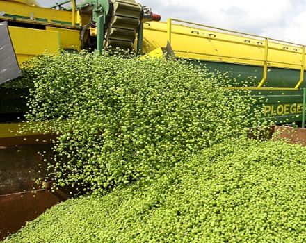 When to harvest peas for grain and how to do it right