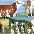 Montbeliard karvių aprašymas ir charakteristikos, jų turinys