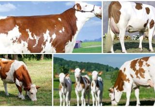 Opis a charakteristika kráv Montbeliard, ich obsah