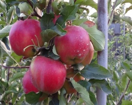 Description of the Eliza apple variety and its advantages, yield and growing regions