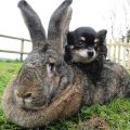 Die Rassen der größten Kaninchen der Welt und das Gewicht der Individuen aus dem Guinness-Buch der Rekorde