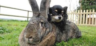 Dünyanın en büyük tavşanlarının ırkları ve Guinness Rekorlar Kitabı'ndaki bireylerin ağırlığı