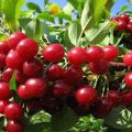 Description, advantages and disadvantages of felt cherry Alice, cultivation of varieties and rules of care