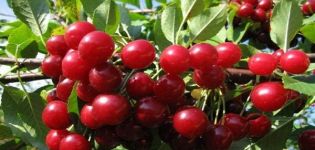 Paglalarawan, pakinabang at kawalan ng nadama na cherry Alice, paglilinang ng mga varieties at mga patakaran ng pangangalaga