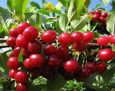 Beskrivning, fördelar och nackdelar med filtkörsbär Alice, odling av sorter och regler för vård