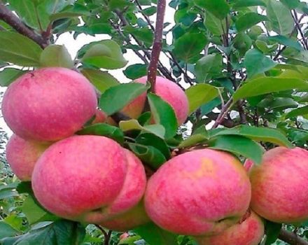 Popis odrůdy jablek Aelita, charakteristika mrazuvzdornosti a pěstitelských oblastí